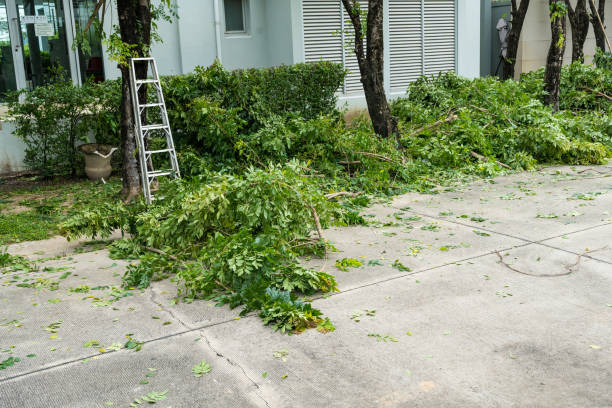 How Our Tree Care Process Works  in  Moenkopi, AZ